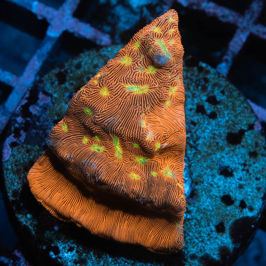 SBM Leptoseris Jack O Lantern