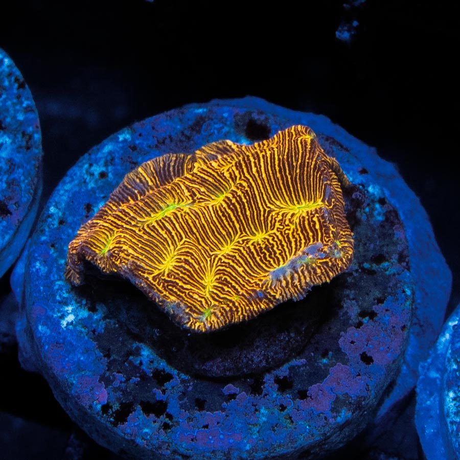 SBM Leptoseris Jack O Lantern mini
