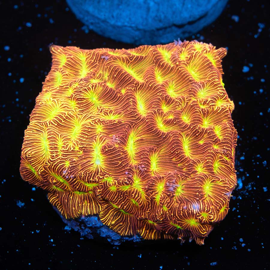 SBM Leptoseris Jack O Lantern
