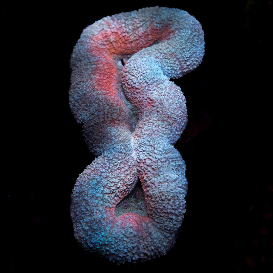 SBM Lobophyllia Red Lips 10 cm