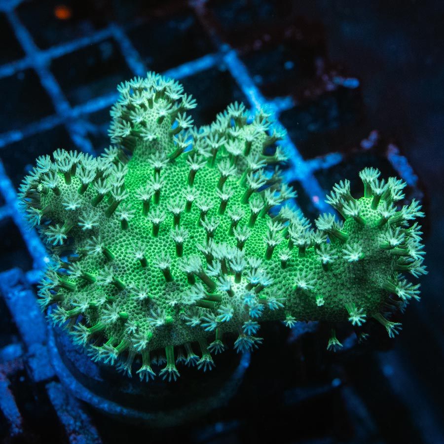 SBM Lobophyton Christmas Ultra