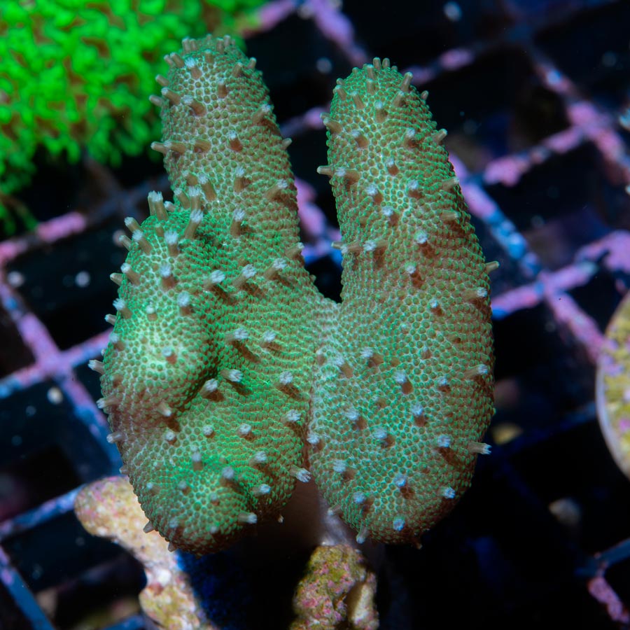 SBM Lobophyton Christmas