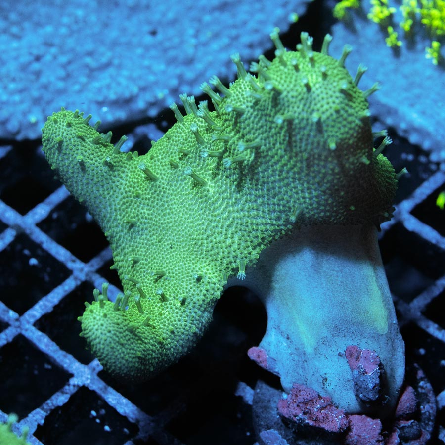 SBM Lobophyton Green