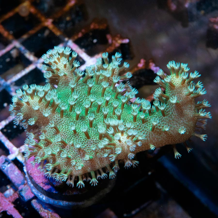 SBM Lobophyton Christmas Ultra