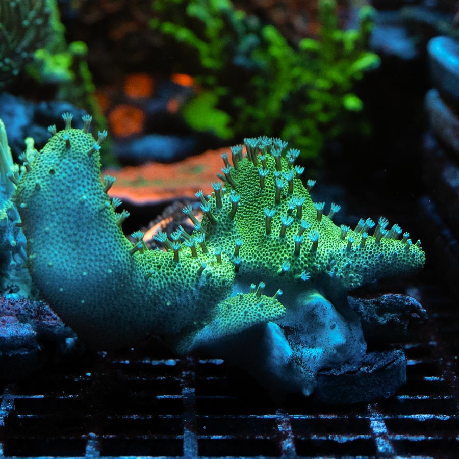 SBM Lobophyton Christmas