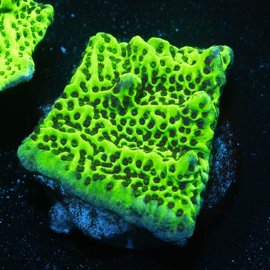 SBM Montipora Confusa