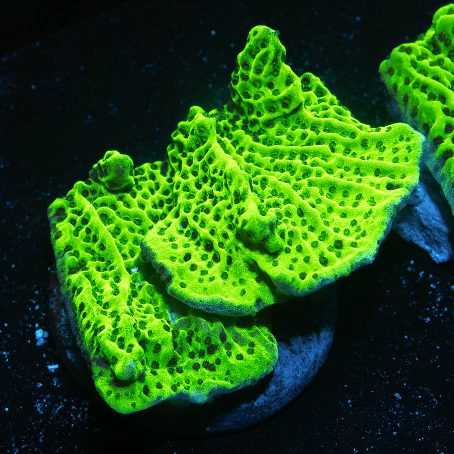 SBM Montipora Confusa