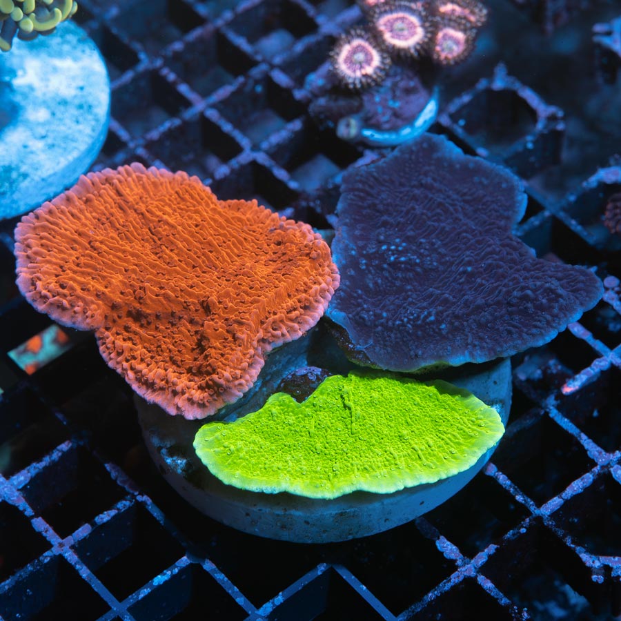 SBM Montipora Garden Tricolor