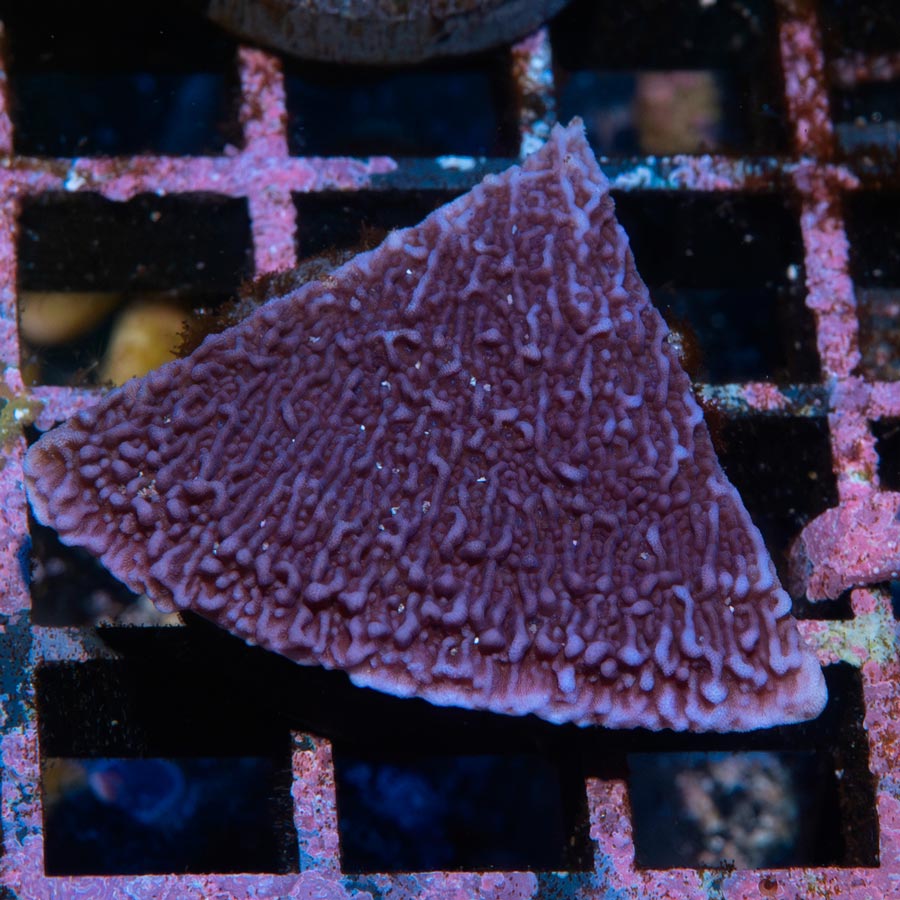 SBM Montipora Plato Morada