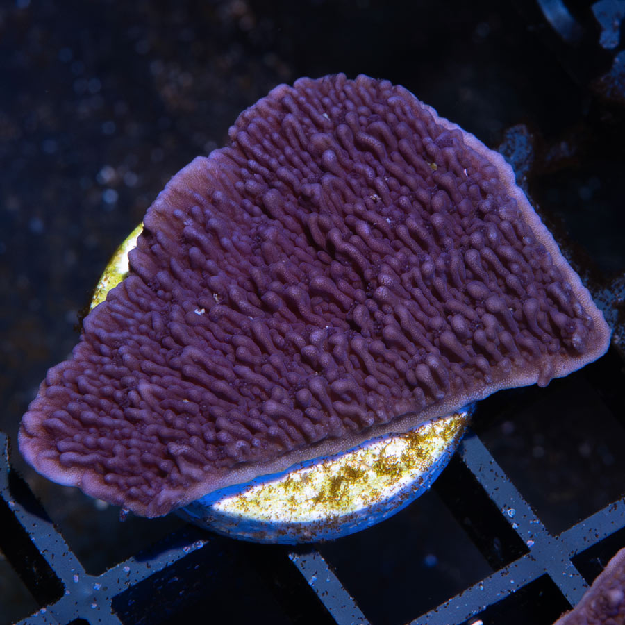 SBM Montipora Plato Morado