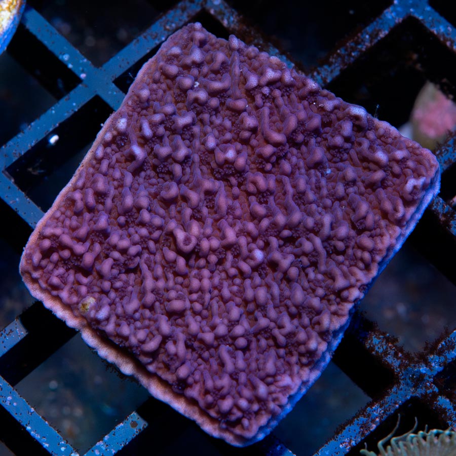 SBM Montipora Plato Morado