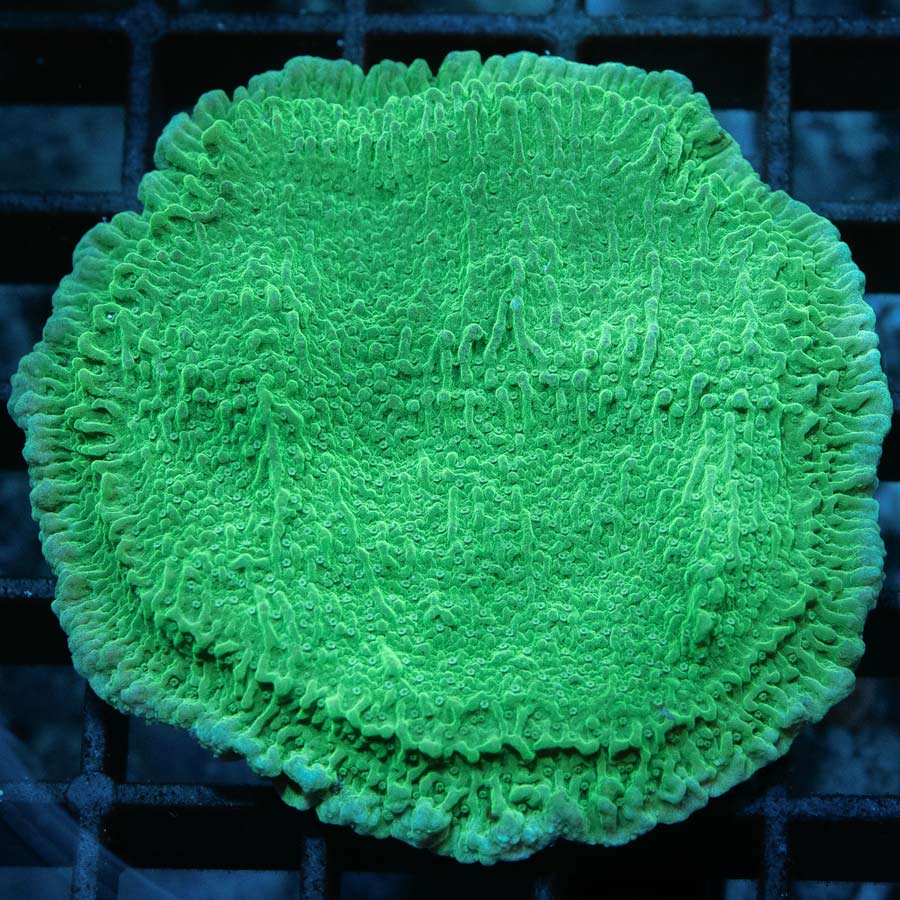 SBM Montipora Plato Verde 5 cm