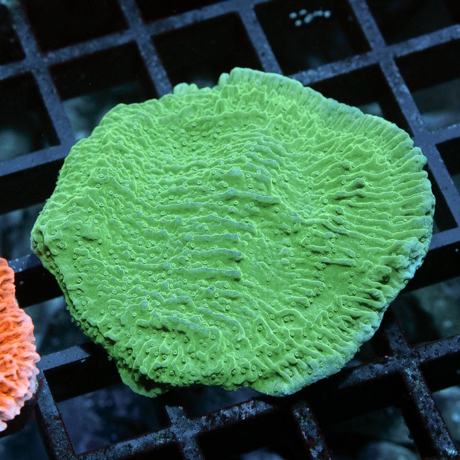 SBM Montipora Plato Verde