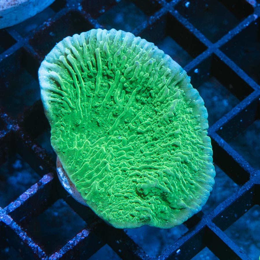 SBM Montipora Plato Verde