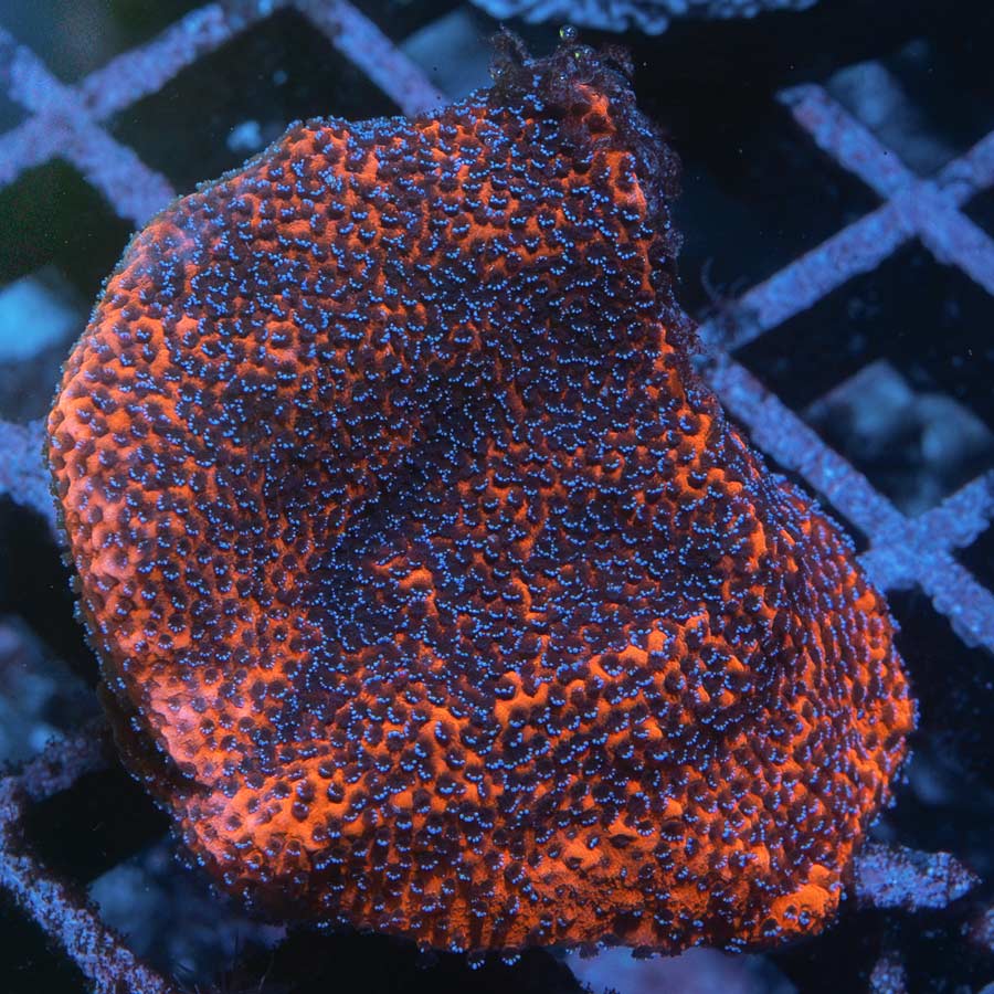 SBM Montipora Superman