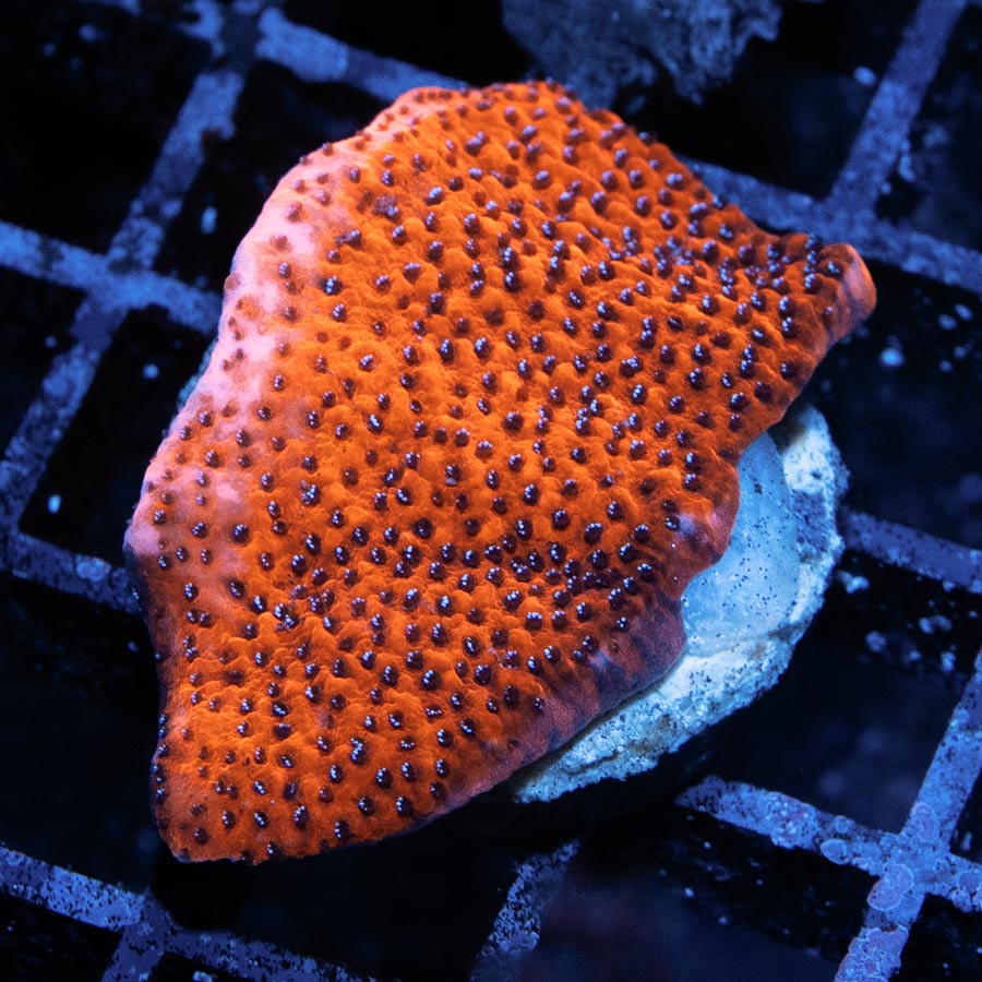 SBM Montipora Superman