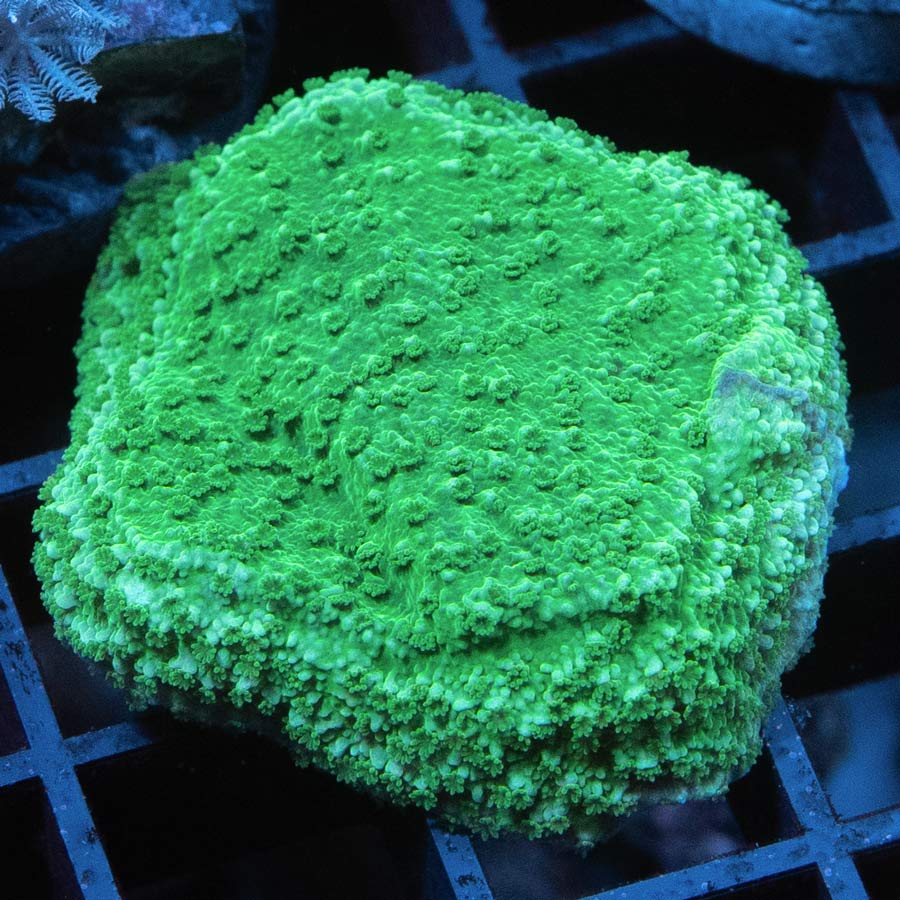 SBM Montipora Verde