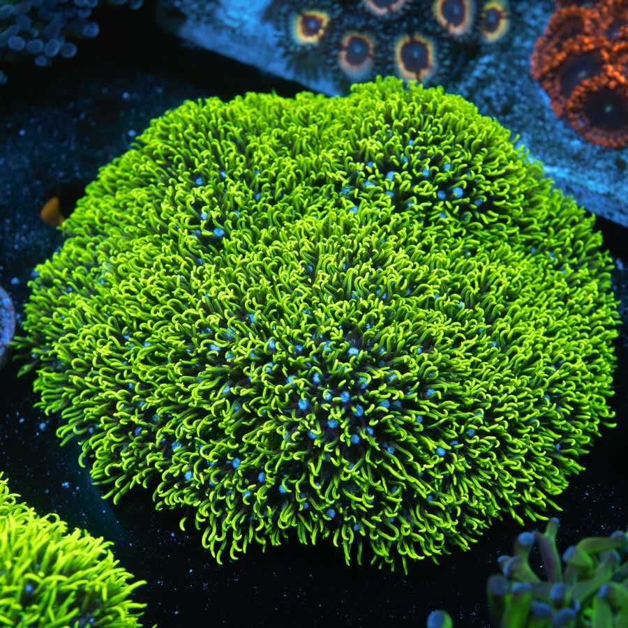 SBM Pachyclavularia Violacea XL