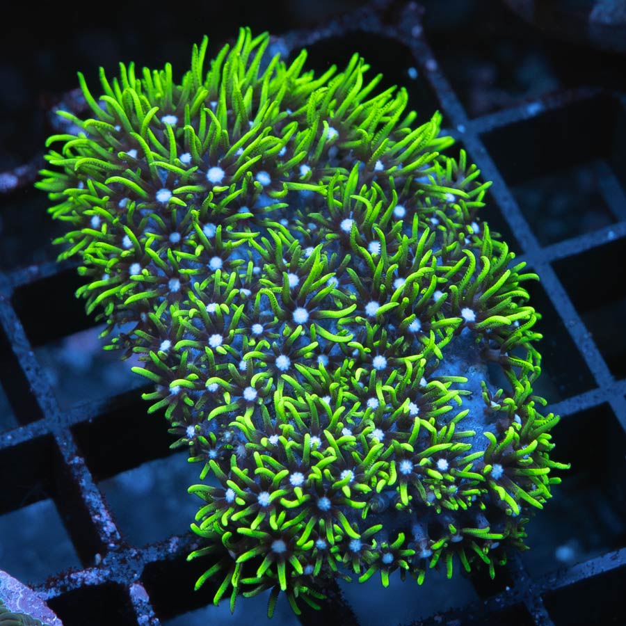 SBM Pachyclavularia Violacea