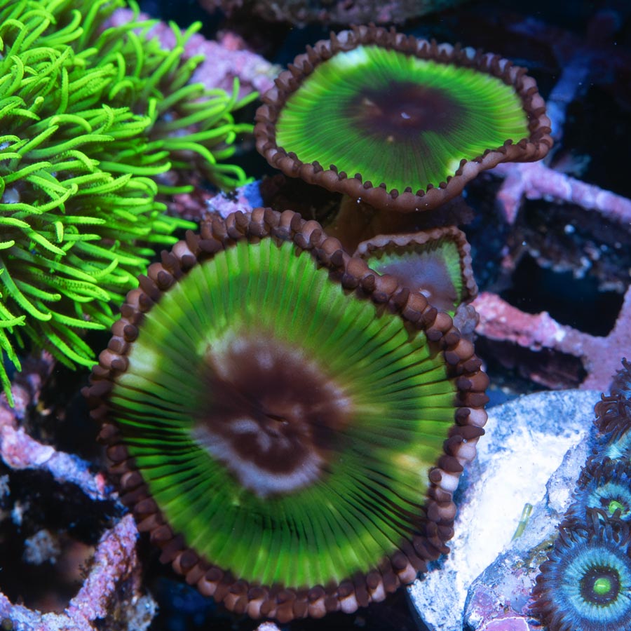SBM Palythoa Grandis