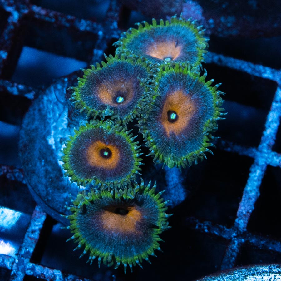 SBM Palythoa Capitan America 5 pol