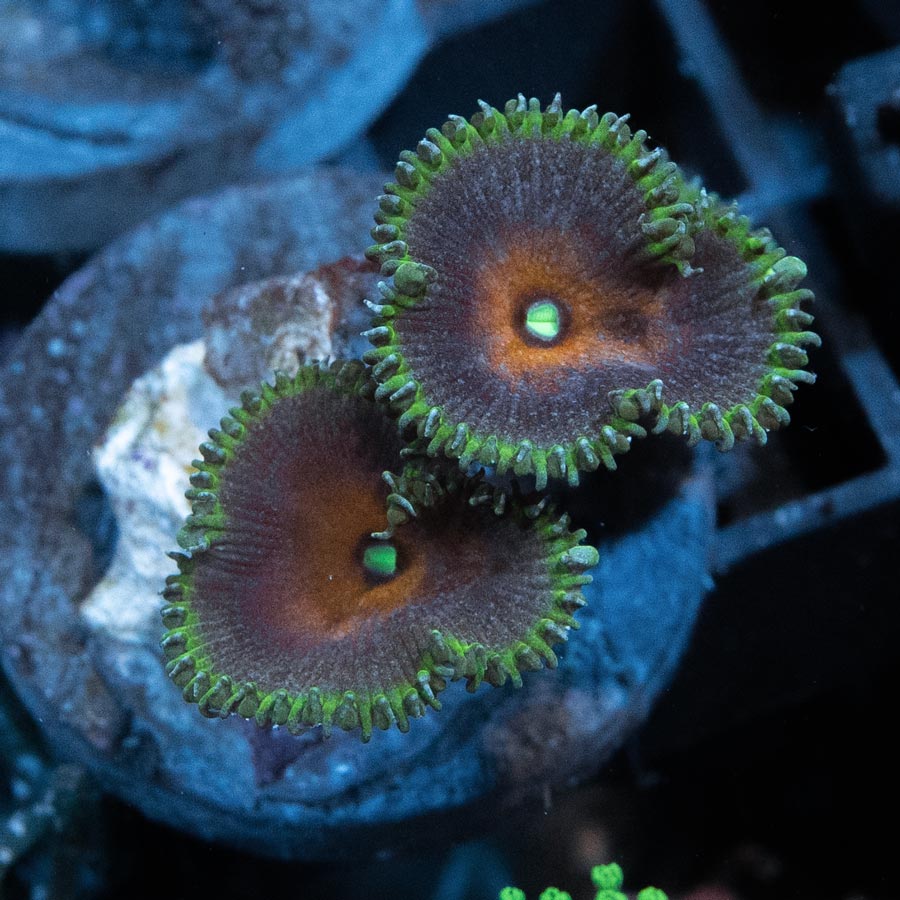 SBM Palythoa Capitan America