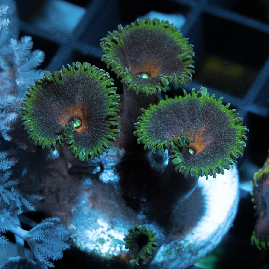 SBM Palythoa Capitan America