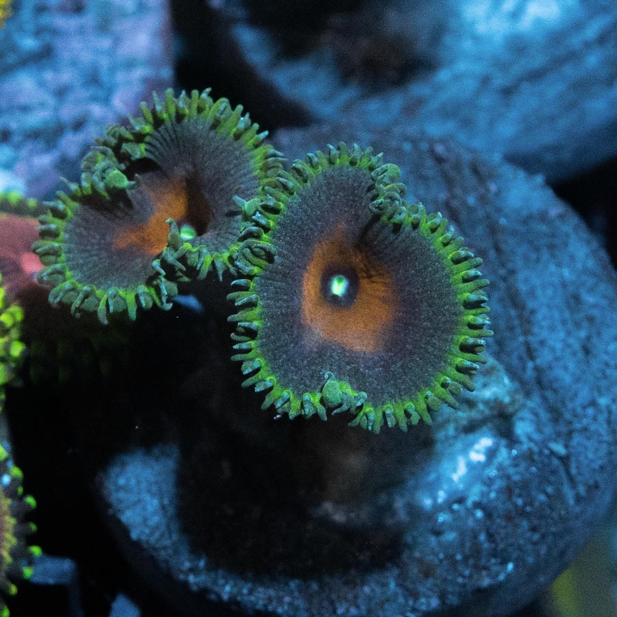 SBM Palythoa Capitan America