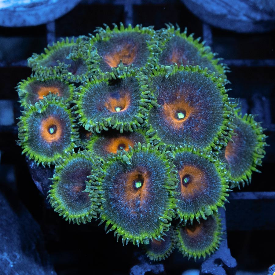 SBM Palythoa Capitan America 15 pol