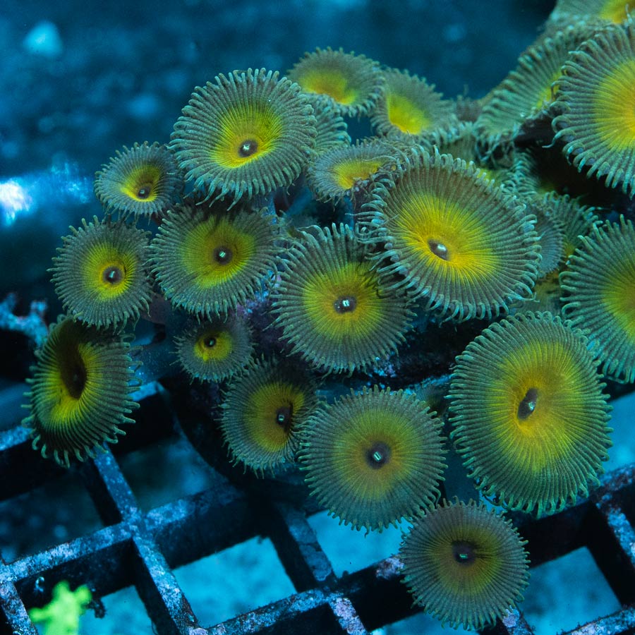 SBM Palythoa Captain Jerk 20 pol