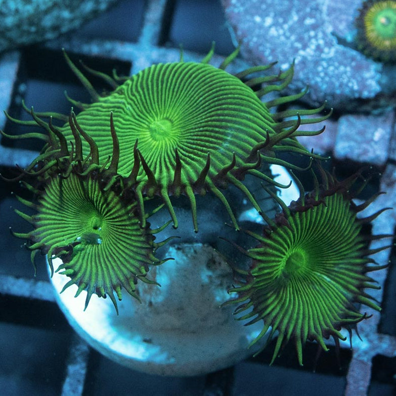 SBM Palythoa Green 3 pol