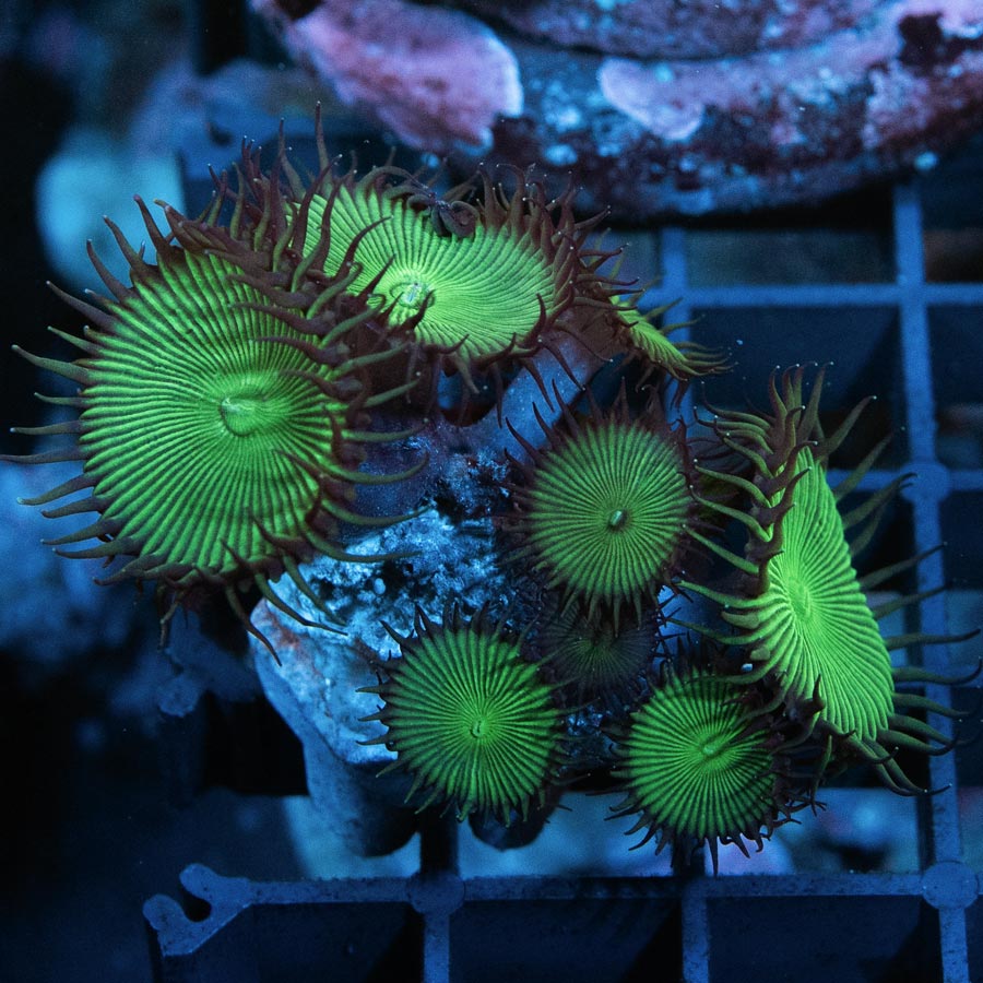 SBM Palythoa Green 15 pol