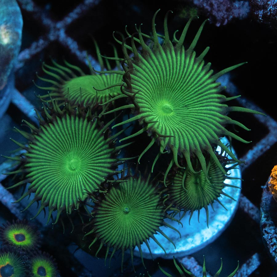 SBM Palythoa Green 8 pol