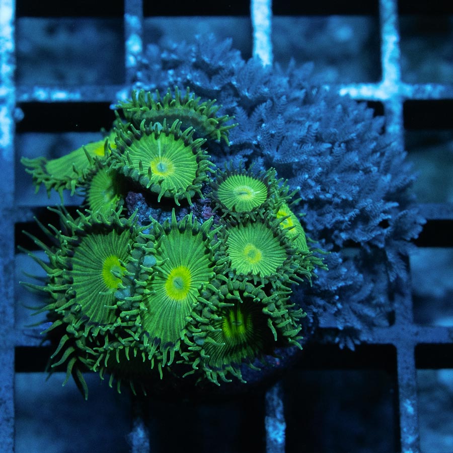 SBM Palythoa Green 15 pol + Xenia Pulsante