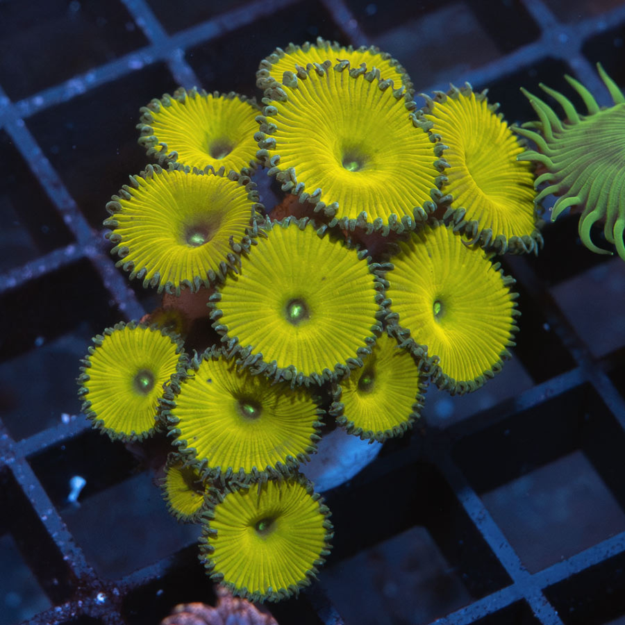 SBM Palythoa Nuclear Green