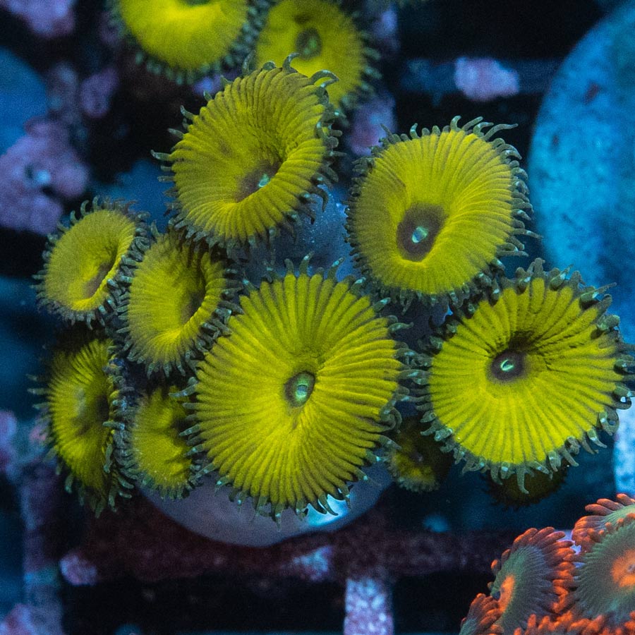 SBM Palythoa Nuclear Green 10 pol