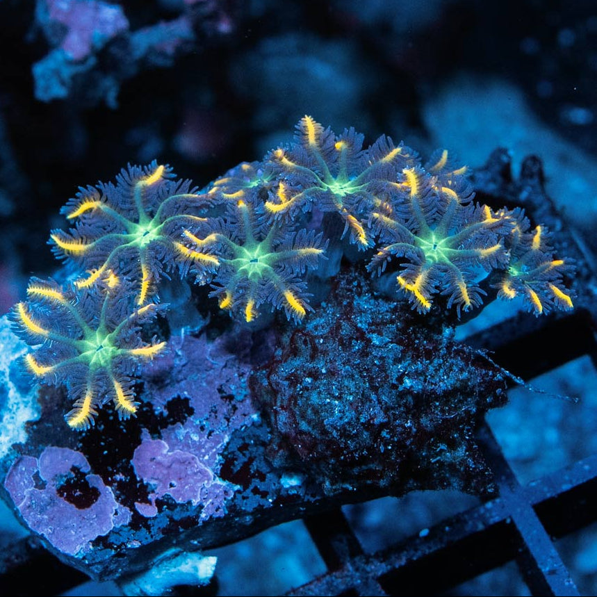 SBM Clavularia Papaya 8 pol