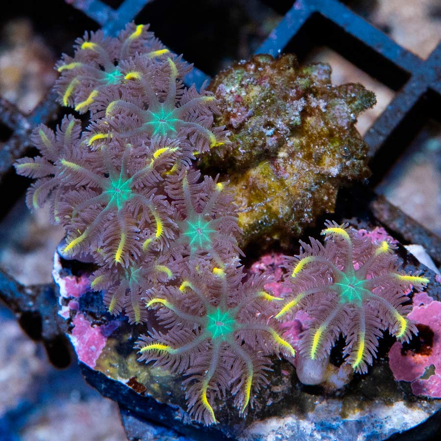 SBM Clavularia Papaya 8 pol