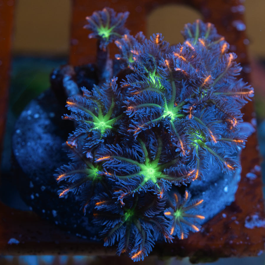 SBM Clavularia Papaya