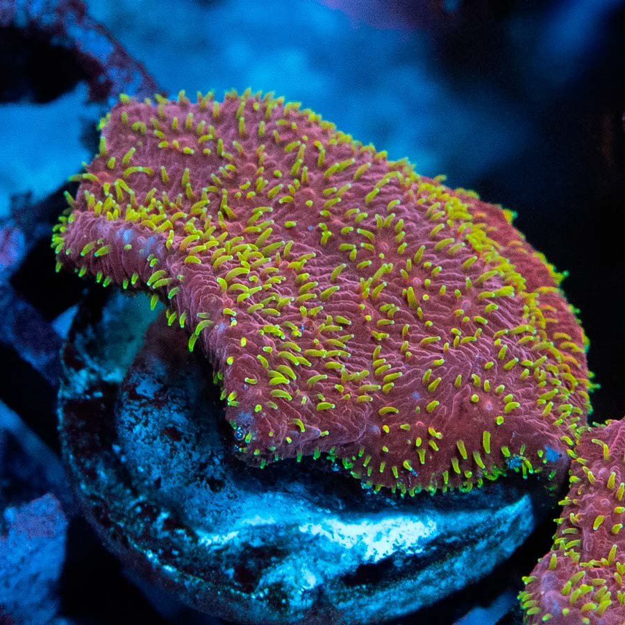 SBM Pavona Freak Hair 3 cm