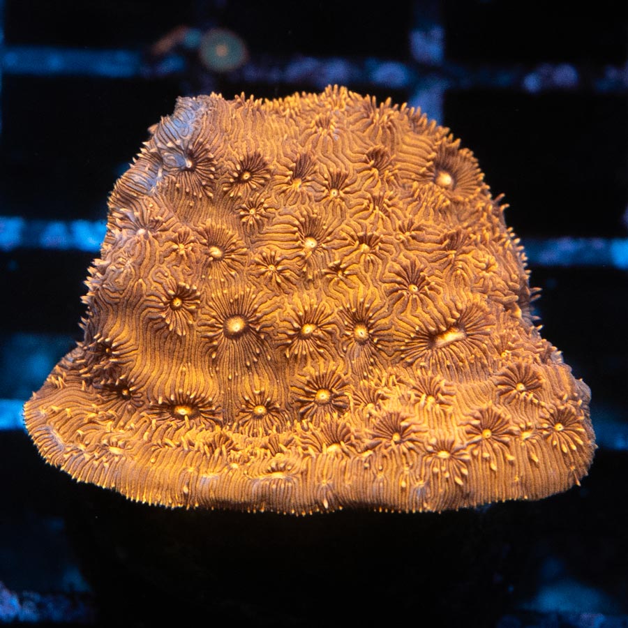SBM Pavona Maldiviensis