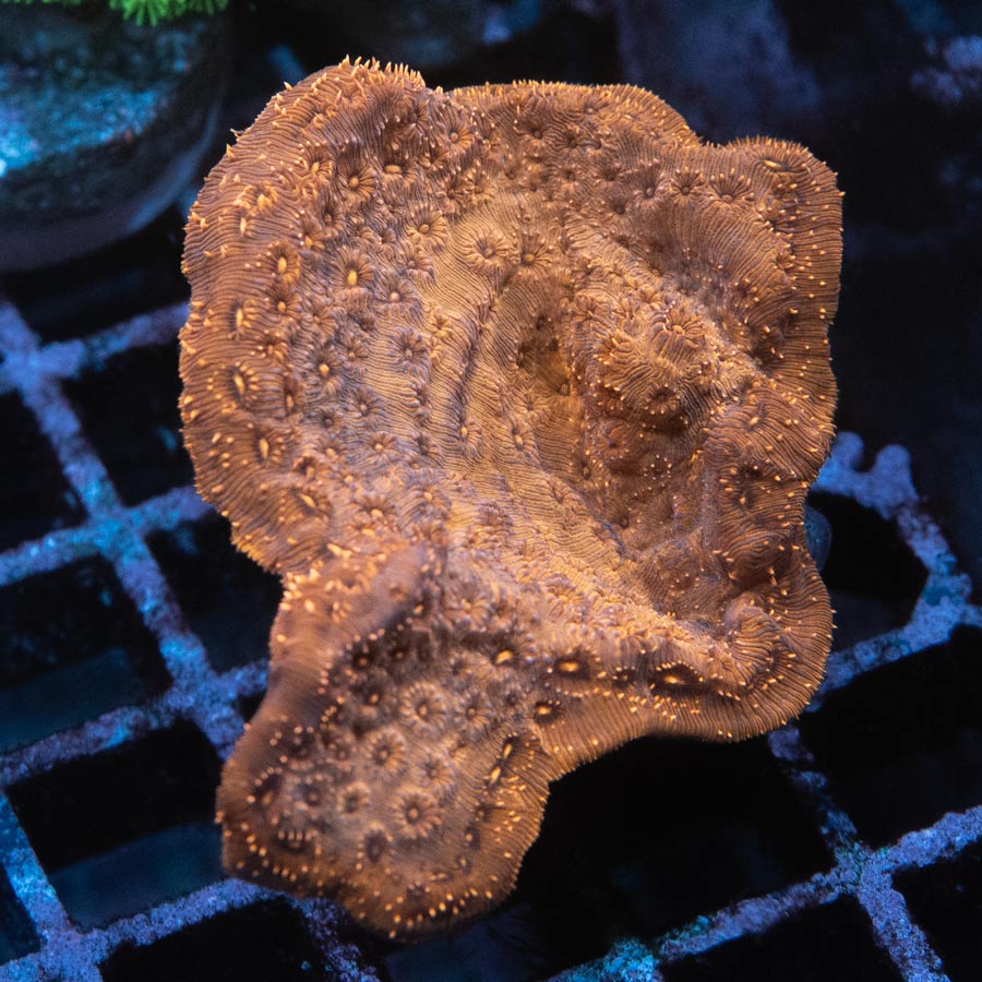 SBM Pavona Maldiviensis