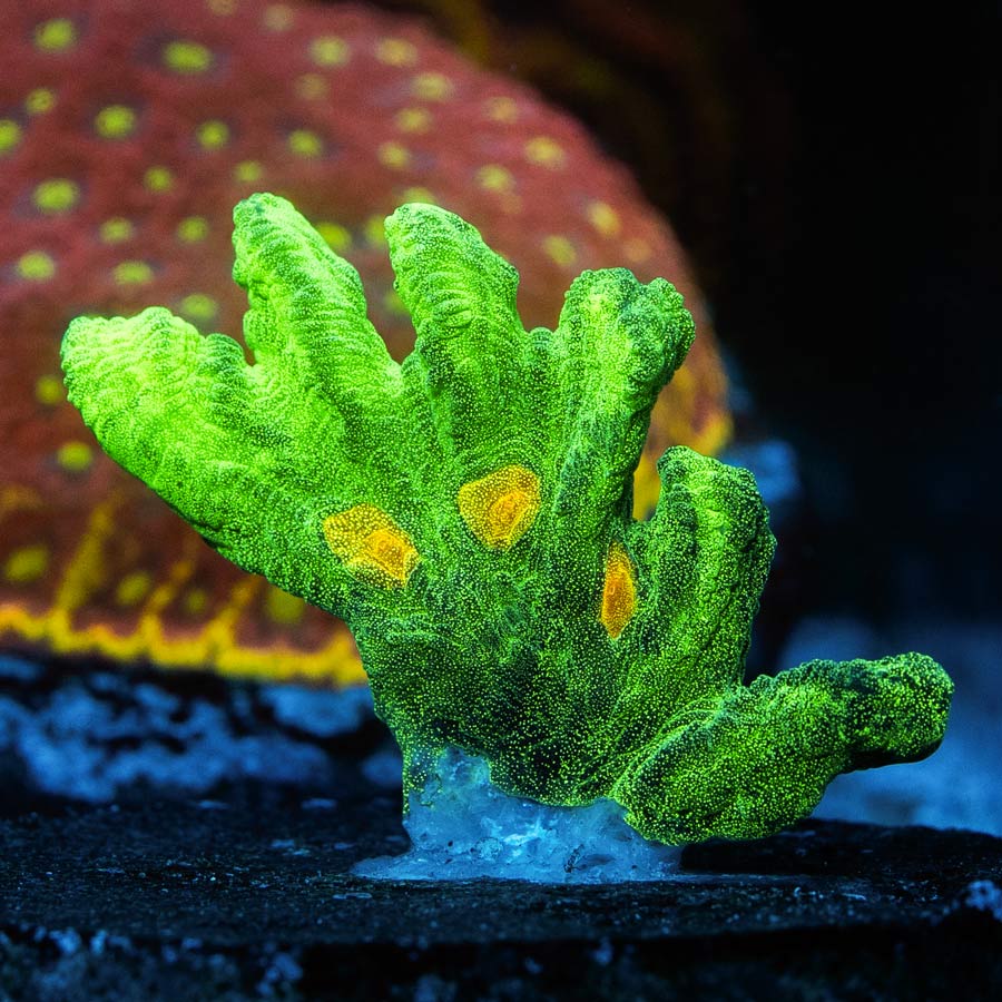 SBM Pectinia Space Invader 4 bocas