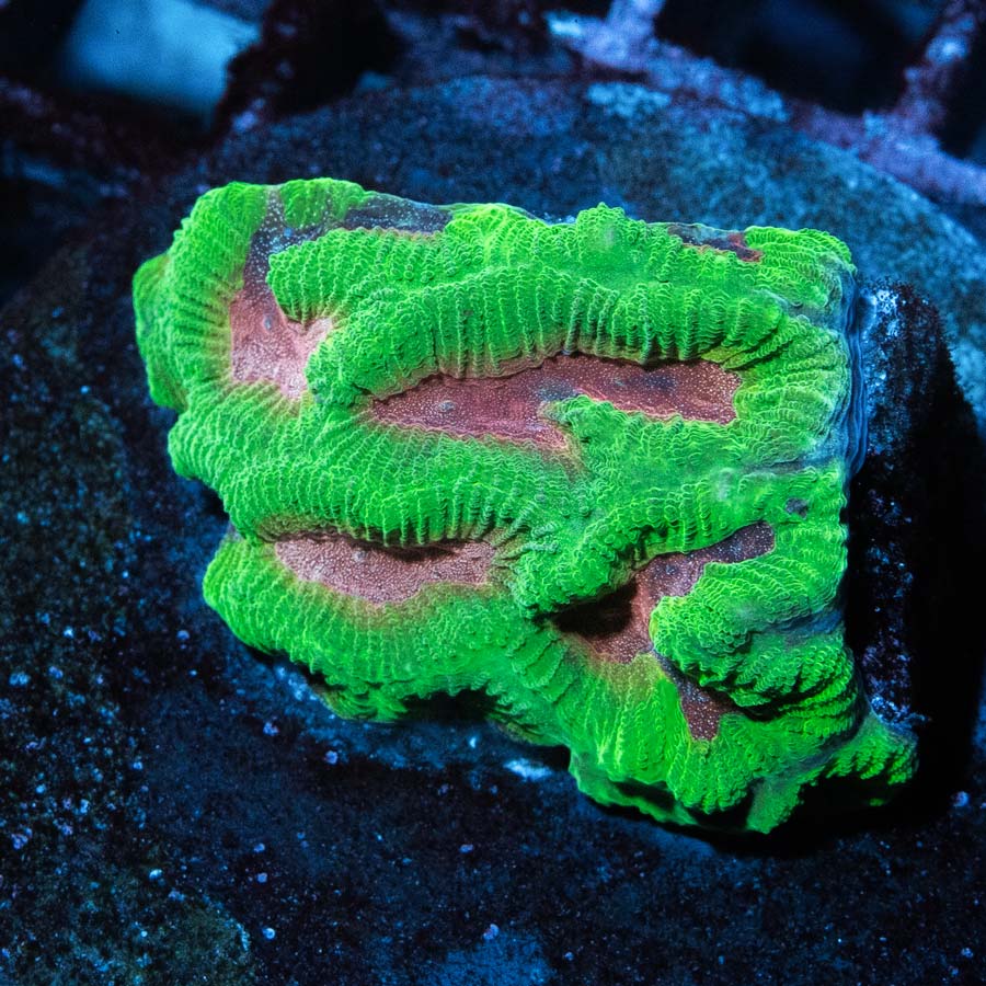 SBM Platygyra Pink Ultra