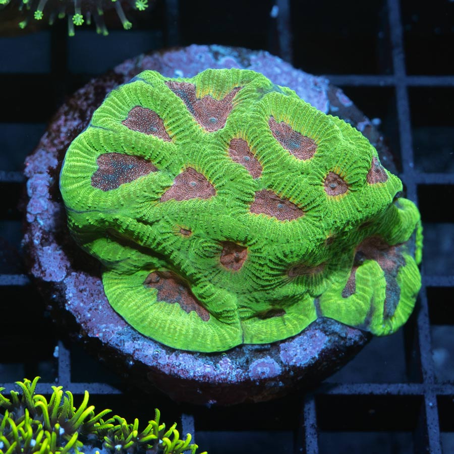 SBM Platygyra Pink