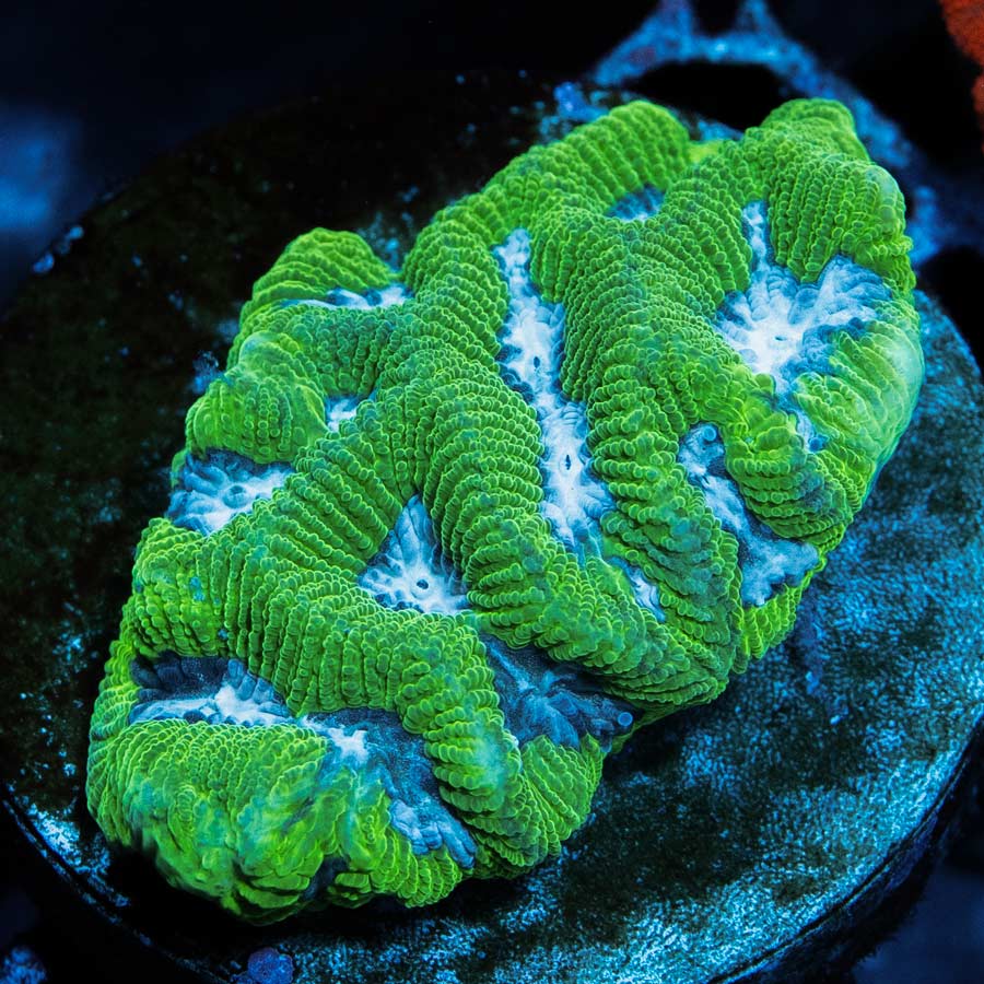 SBM Platygyra Maze Brain 5 cm