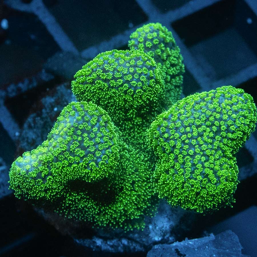 SBM Pocillopora Green