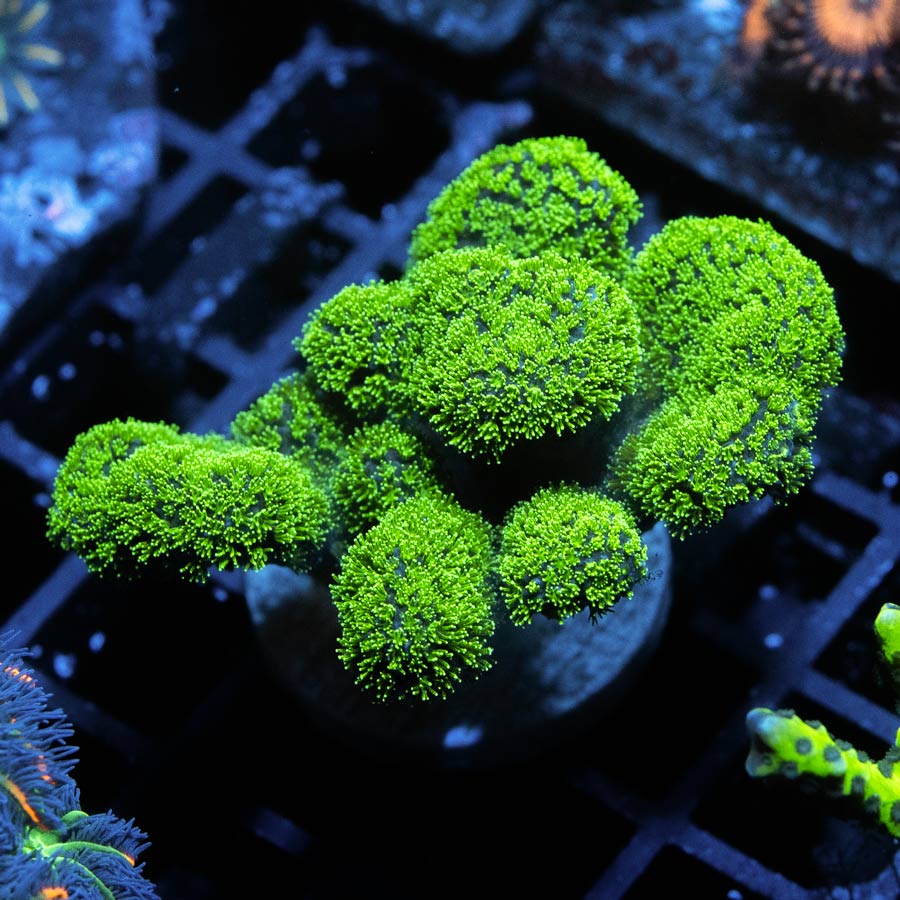 SBM Pocillopora Green