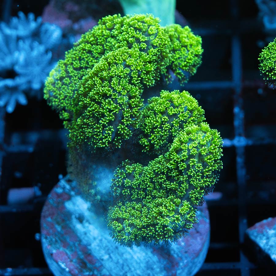 SBM Pocillopora Green