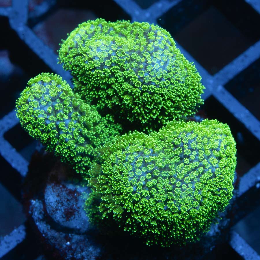 SBM Pocillopora Green